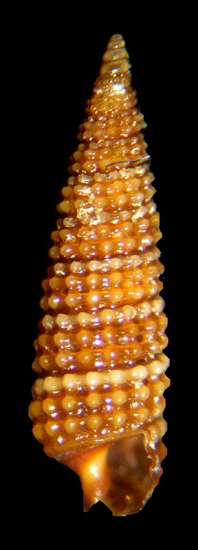 Cerithiopsis??
